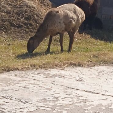 купить рабочую охотничью собаку: Продаю | Овца (самка) | Для разведения — 1