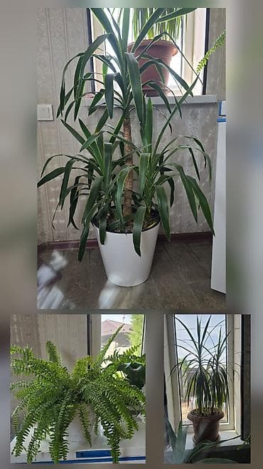 лампы для теплиц: Комнатные декоративные цветыбольшие и объемные от 1м до 1.5м можно — 1