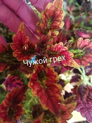 семечка оптом: Черенки цветка — 7