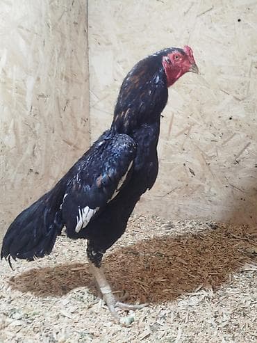 продажа домашних животных: Продаю | Куры — 1