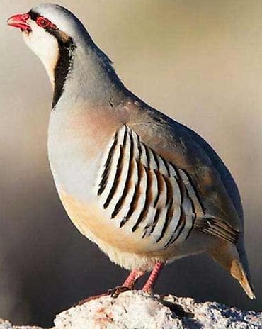 Аквариумдар: Кеклик САЙРАЙТ

Сайрайтурган кеклик срочно 1 штук — 1