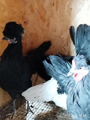белый леггорн: Продаю карликов. петушок и 3 курочки. 5 месяцев начинают — 5