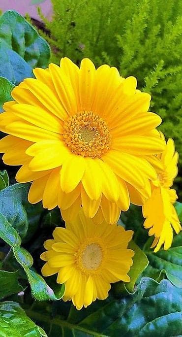 Искусство и коллекционирование: Ищу постоянную работу техничкой, с ежедневной оплатой. Валентина — 1