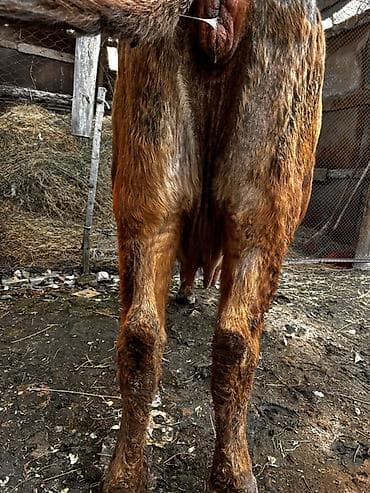 алатауский: Продаю | Корова (самка) | Алатауская, Швицкая | Для молока | Стельные — 8