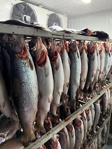 балык фарель: Форель на подвесе замороженная. Не потрошенная. Форель радужная. Вес — 5