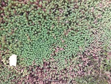 хризантема садовая купить: Бересклет белый и жёлтый. Кустаники. Морозостойкие .Лилейник жёлтый — 3