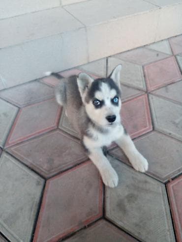 Вязка собак: Хаски, 2 месяца, Самец, С прививкой — 1