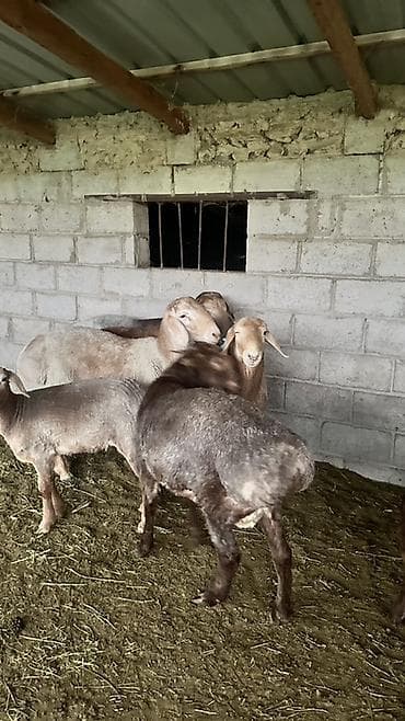 боос кой: Продаю | Овца (самка) | Эдильбаевская | На забой | Матка — 8