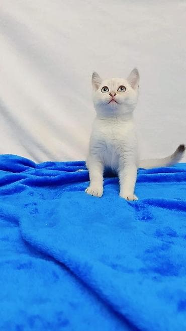 Кошки: Шотландские котята разных возрастов,цен и окрасов . Обращаться по — 1