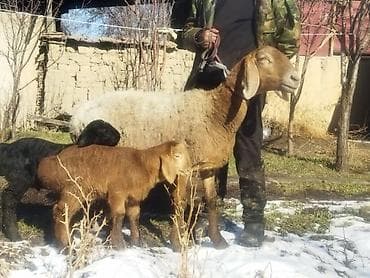 Продаю | Овца (самка) | Для разведения | Матка