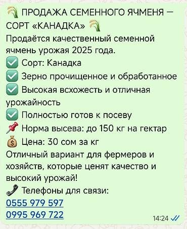 Семенной ячмень «Канадка» (урожай 2025) - Сорт: Канадка - Зерно at lalafo.kg Семенной ячмень «Канадка» (урожай 2025) - Сорт: Канадка - Зерно