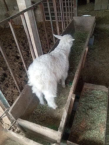 пл: Продаю | Козлёнок | Для молока | Племенные — 2