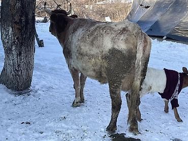 кара балта тай: Продаю | Корова (самка) | Айрширская | Для молока — 10