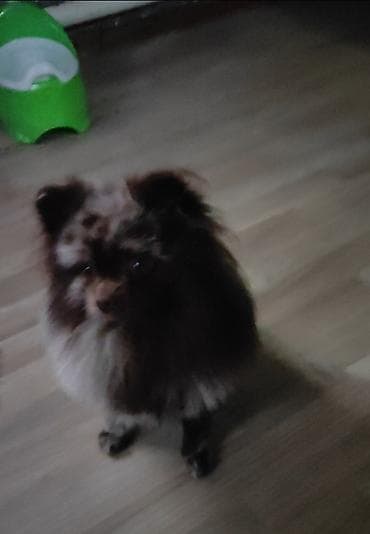 попугай розелла: Миниатюрный шпиц (померанский тип) редкого окраса мерль/шоколад. - — 4