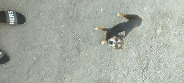 таксы собака: Ит бекер берилет: Miniature Pinscher, 1 жаш, Эркек — 2