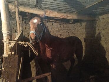 Продаю | Жеребенок | Конный спорт — 1