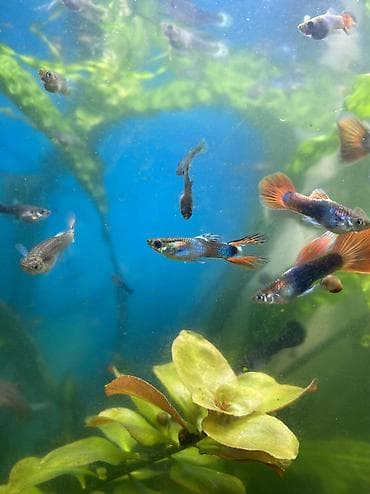 купить сенорезку: Гуппи Эндлэра — живородящие аквариумные рыбы. Продаю семью из 2 — 3