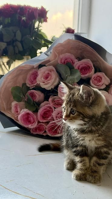 русская дымчатая кошка: Скотиш Страйт (Шотландская прямоухая), 2 месяца, Девочка, Приучена к лотку, Проглистована, С документами — 4