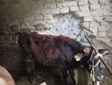 корова алато: Продаю | Тёлка — 2