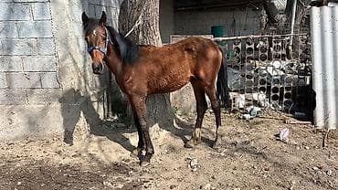 купить паука: Продаю | Конь (самец) — 1