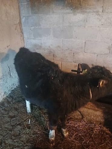 куплю дойный апарат: Продаю | Музоо, торпок | На откорм | Привязанные — 1