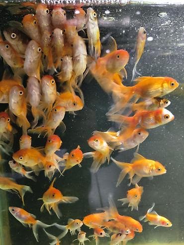 Грызуны: Мы находимся а Беловодске! Аквариумные рыбки! черепахи тритоны !!!! — 1