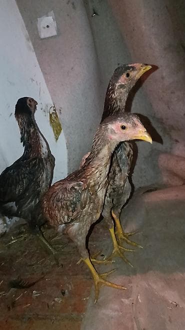 ко шомо: Продаю | Куры | Дакан — 4