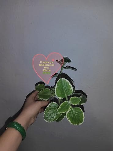 Комнатные растения — саженцы и черенки. 1) Живое дерево (лечебное) —