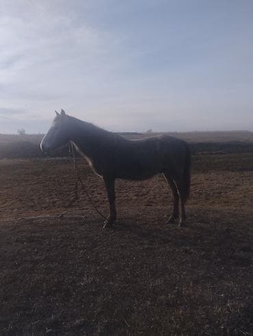 Продаю | Конь (самец) | Полукровка | Рабочий