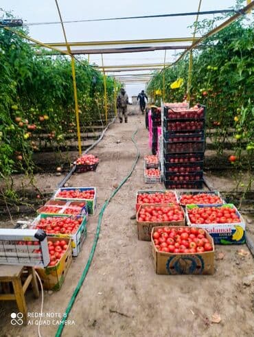 органайзеры бишкек: Теплица, предназначенная для выращивания различных — 2