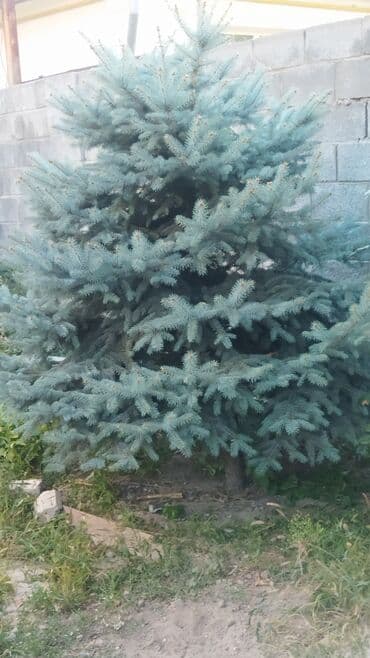 продаю голубой ель: Саженцы деревьев: Ели — 9