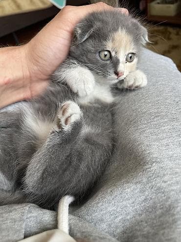 котята фолд: Добрый день всем) отдам милых котят в добрые руки. Все здоровы — 7