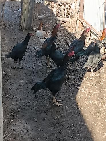 Зоотовары: Продаю | Куры, Петух | Бойцовая, Дакан | Для боев — 9
