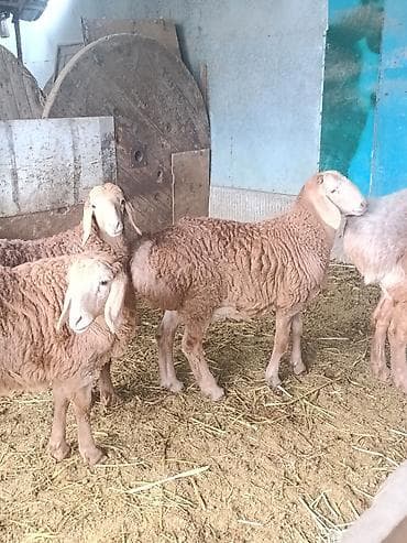 шамо дакан: Продаю | Ягненок, Баран (самец) | Арашан | На забой, Для разведения | Племенные, Осеменитель — 1