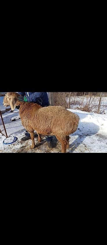 матки котные: Продаю | Овца (самка) | Для разведения | Матка — 3