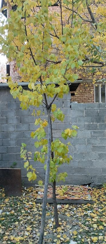 грецкий орех: Саженец/дерево грецкого ореха (Juglans regia). - Многоствольное — 2