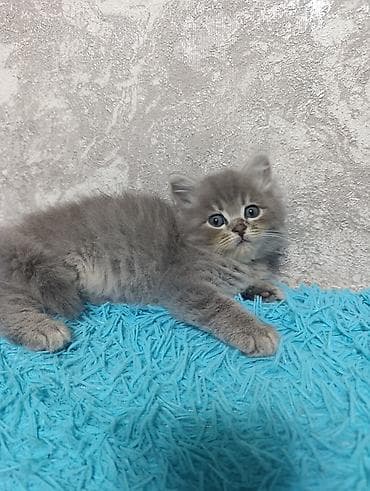 вислоухие котята цена: Милые умные красивые игривые котята 😍😍😍😍к Лотку преучены!!! 2 месяца — 7