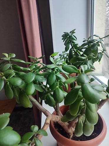 дом цветы: Комнатные растения в горшках 1) Спатифиллум (женское счастье) - — 4