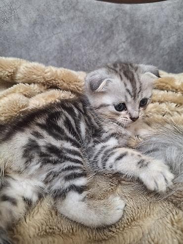 забавные котята: Шотландские котята вислоухие (Scottish Fold).Готовы к — 5