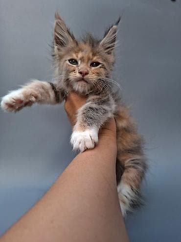 Котёнок породы мейн‑кун, чистокровная документы подтверждающее lalafo.kg да Котёнок породы мейн‑кун, чистокровная документы подтверждающее