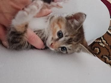 бенгальская домашняя кошка: Котёнок трёхцветный (черепаховый) с белыми “носочками” и яркими рыжими — 4