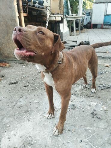 Питбуль, 8 месяцев, Самка, С родословной