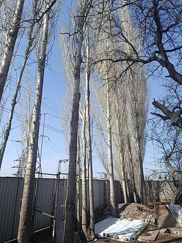 Дом и сад: Саженцы Самовывоз — 5