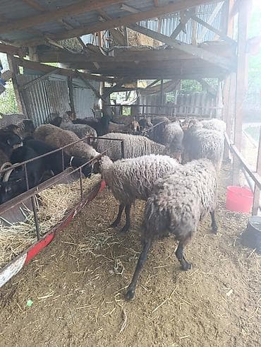 туки сена: Продаю | Овца (самка) | Полукровка | Для разведения | Матка — 4