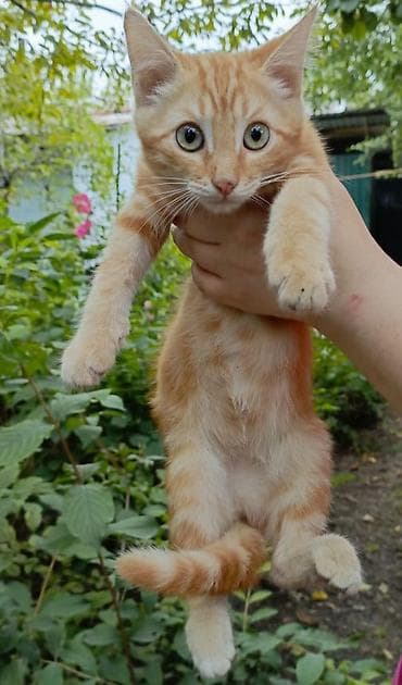 scottish fold: Кошка даром: Беспородная, 3 месяца, Мальчик, Метис — 4