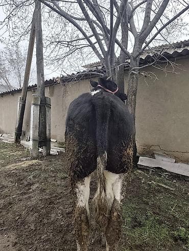 бельгийский бычок: Продаю | Тёлка | Бельгийская | На забой, Для разведения | Искусственник — 2