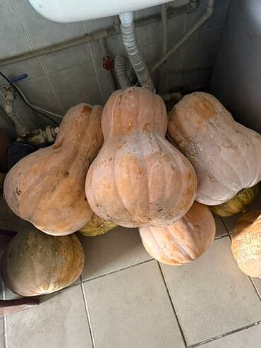 шкафы для офиса: Тыква мускатная (крупноплодная) - Сорта/тип: мускатные и ребристые — 2