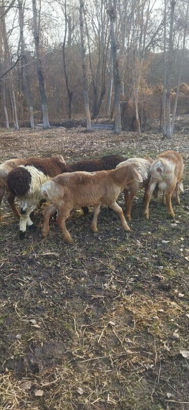 купить кошку в бишкеке: Продаю | Овца (самка) | Для разведения | Ярка — 7