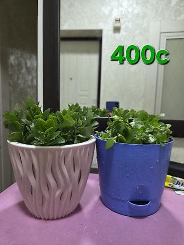 Комнатные суккуленты и кактусы в горшках 1) Суккулент в белом