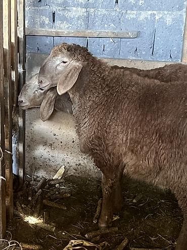 карликовые куры цена: Продаю | Овца (самка) | Эдильбаевская | Для разведения — 2